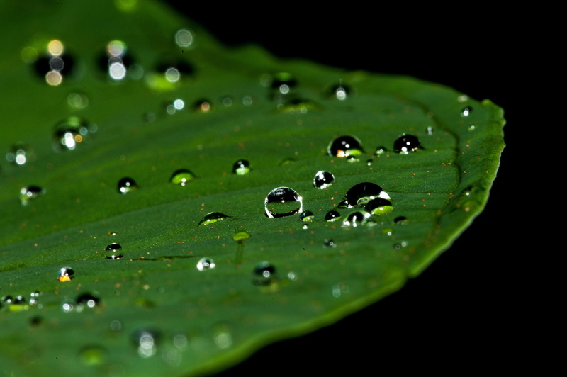photograpy, close, rain, close-up, leaf, wet, freshness, vulnerability, black background, green, raindrop, leaves, macro, outdoors, water, beauty in nature