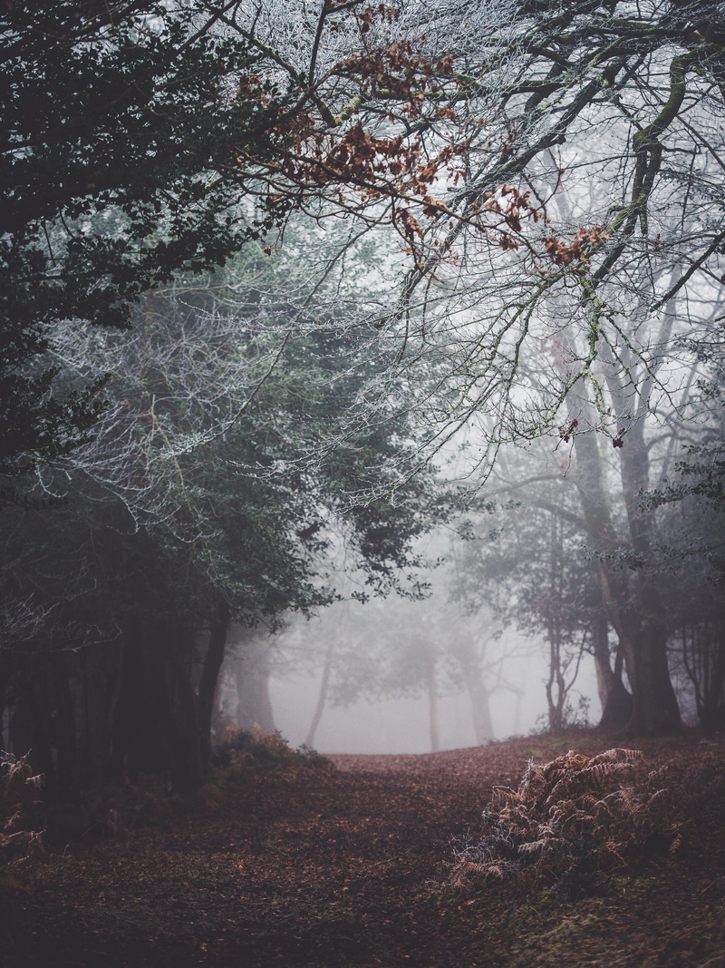 landscape, autumn, outdoors, leaf, mist, fogs, tree, 4K, scenics - nature, growth, brown, wood, woodland, idyllic, tranquility, no people, fog, branch