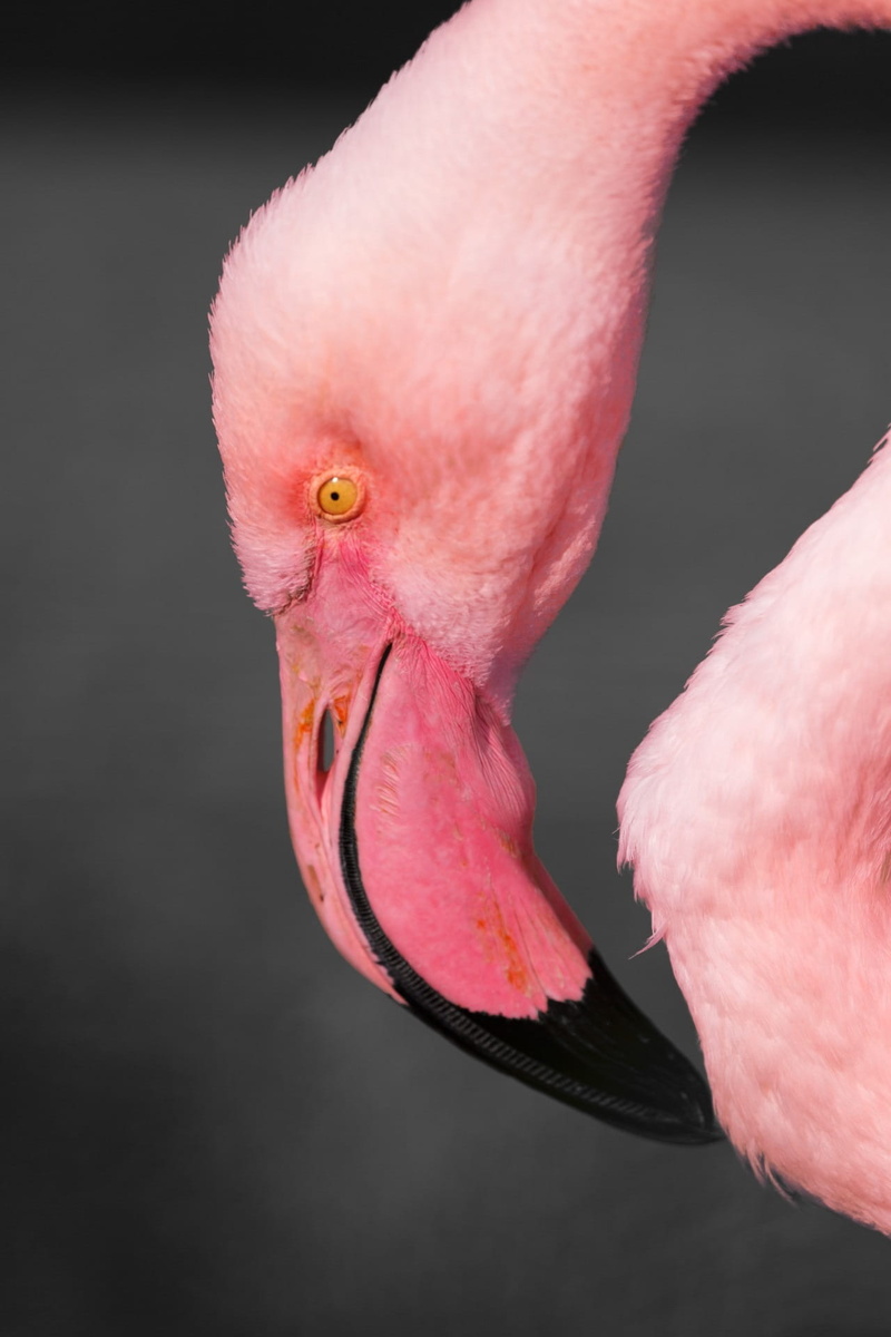 outdoor, one animal, 1080P, animal, head, beak, no people, tropical Climate, focus, fauna, animals in the wild, animal wildlife, vertebrate, red, africa