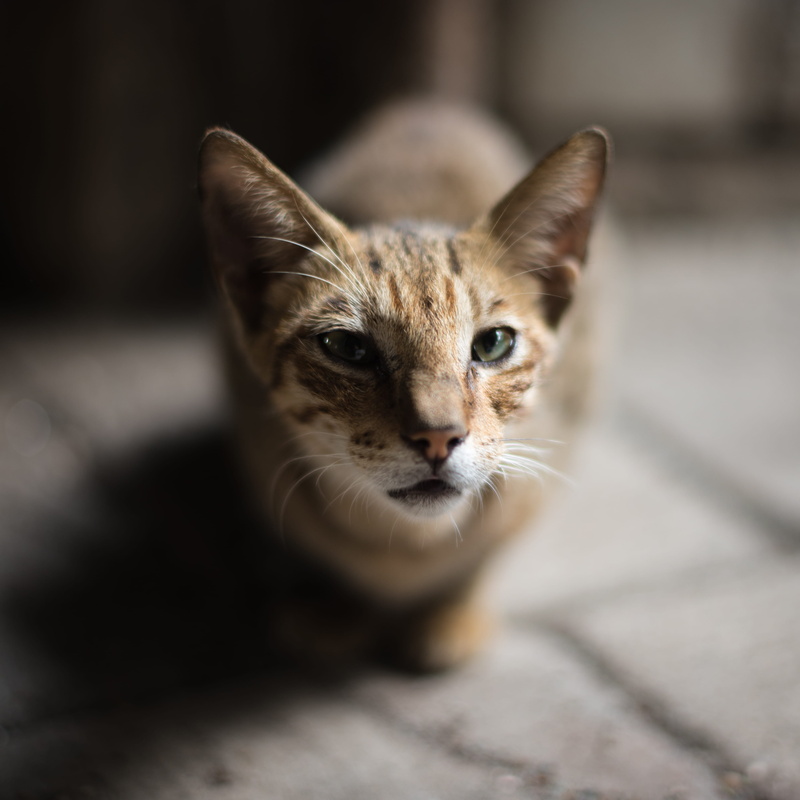 animal head, focus, animal eye, photography, shallow, animal, brown, whisker, portrait, kitten, cat, 4K, animal body part, no people, young animal, indoors