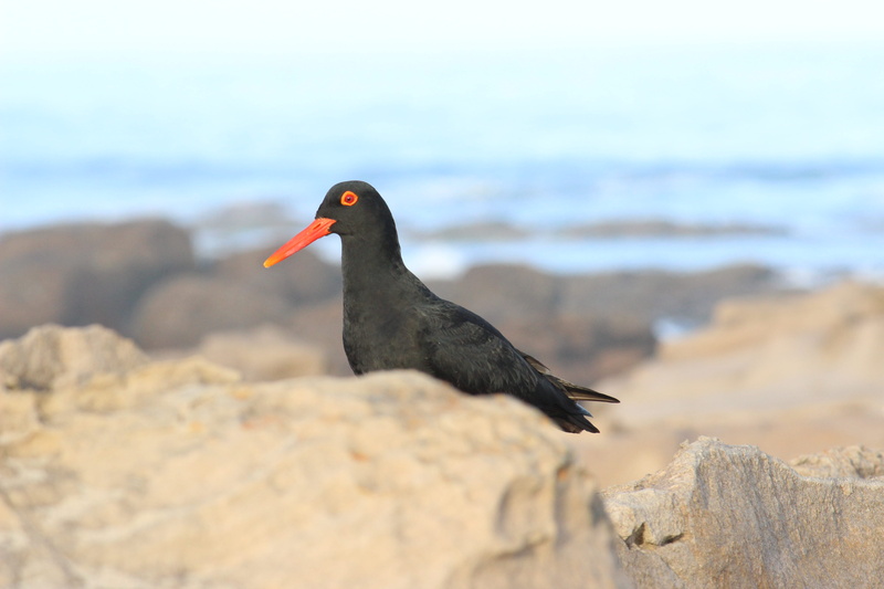 land, wildlife, coast, perching, focus, bird, mountain, vertebrate, focus on foreground, water, rock - object, animals in the wild, rock, shallow, animal wildlife