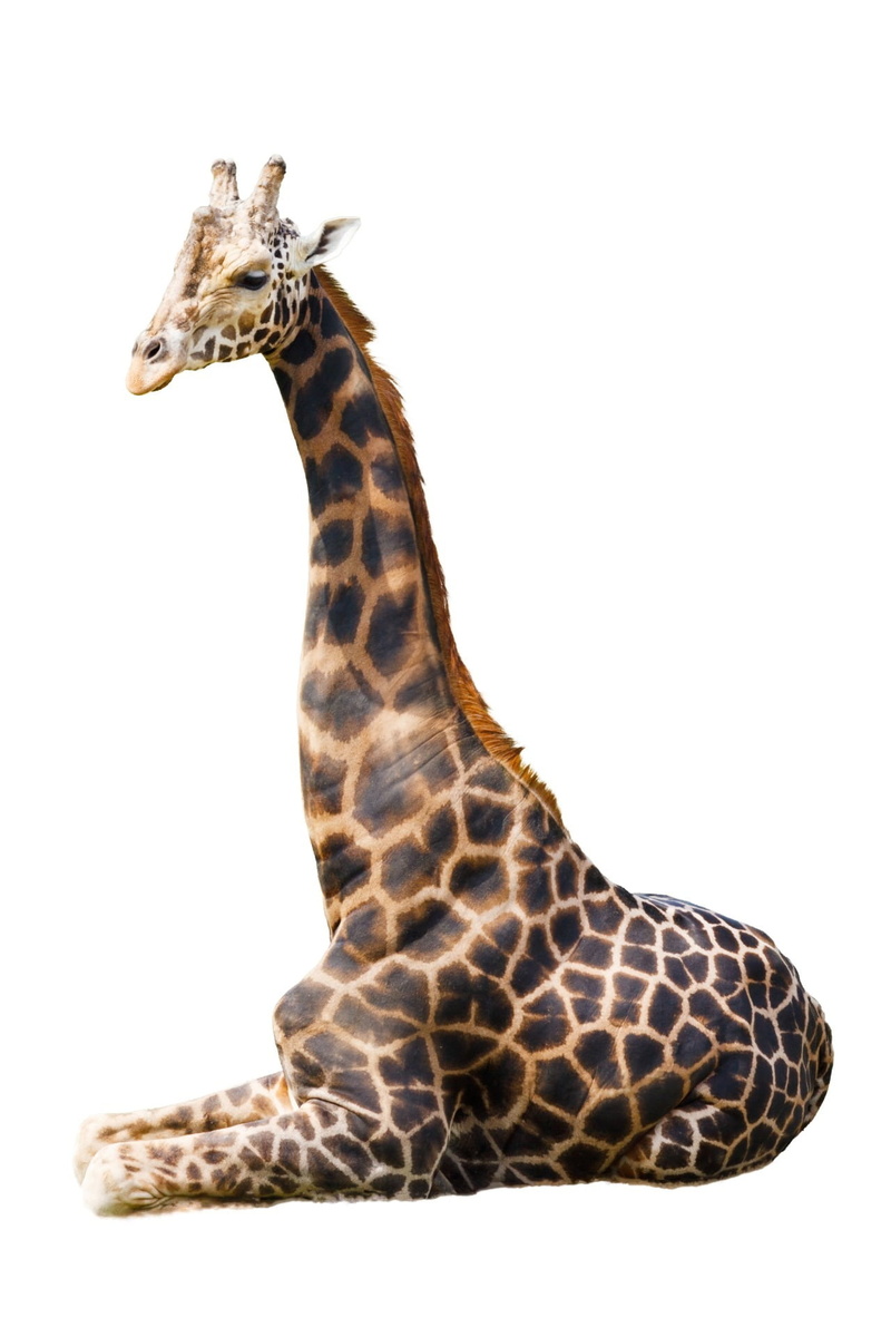 spotted, wild, animal neck, brown, copy space, 1080P, animal markings, giraffe, portrait, fauna, profile view, mammal, animal themes, african, ears, wildlife