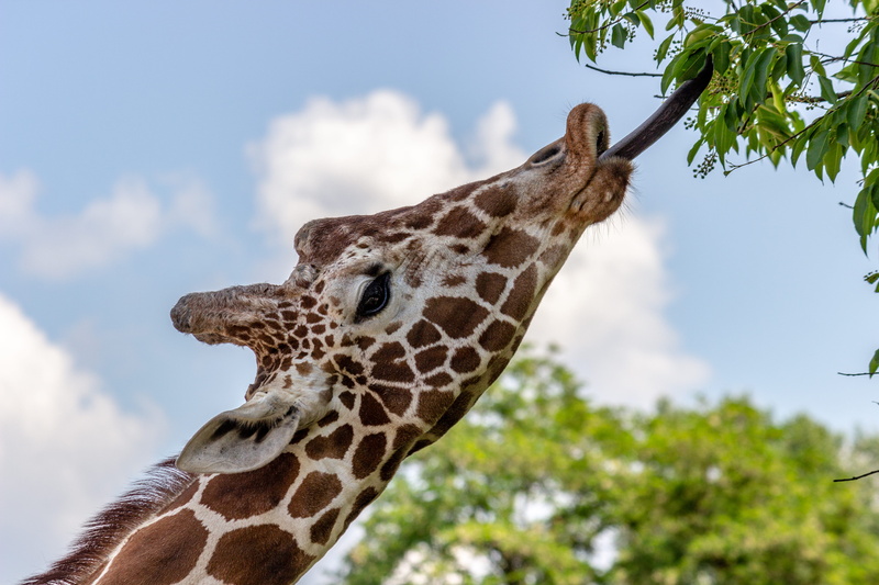 leaf, lick, animals in the wild, animal body part, low angle view, plant, leaves, one animal, antler, reptile, wildlife, giraffe, feeding, ear, day, grass