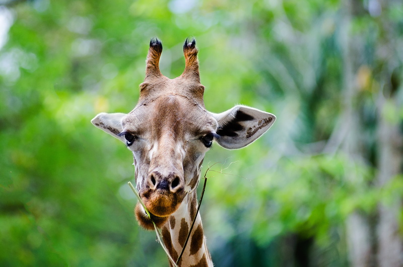 Giraffa, Malaysia, nature, Giraffe, Photography, Taiping  Perak, MY  animal, mammal, day, animal, 自然, 4K, horned, portrait, time, animals, f2.8, 霹雳, Male