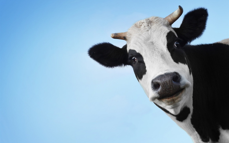 2K, Face, Cow, Head