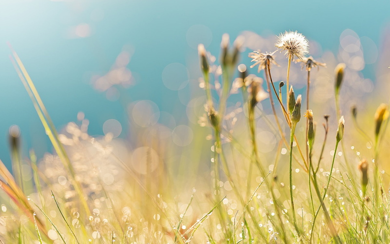Summer, Grass, Drops, Dew, Field, Highlights, Morning, 1080P, Dandelions, plant, green