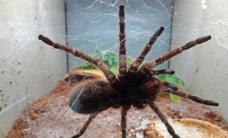 poison spider, invertebrate, high angle view, focus on foreground, fear, spider, no people, water, cobweb, wildlife, animal wildlife, disgusting, day, animal themes