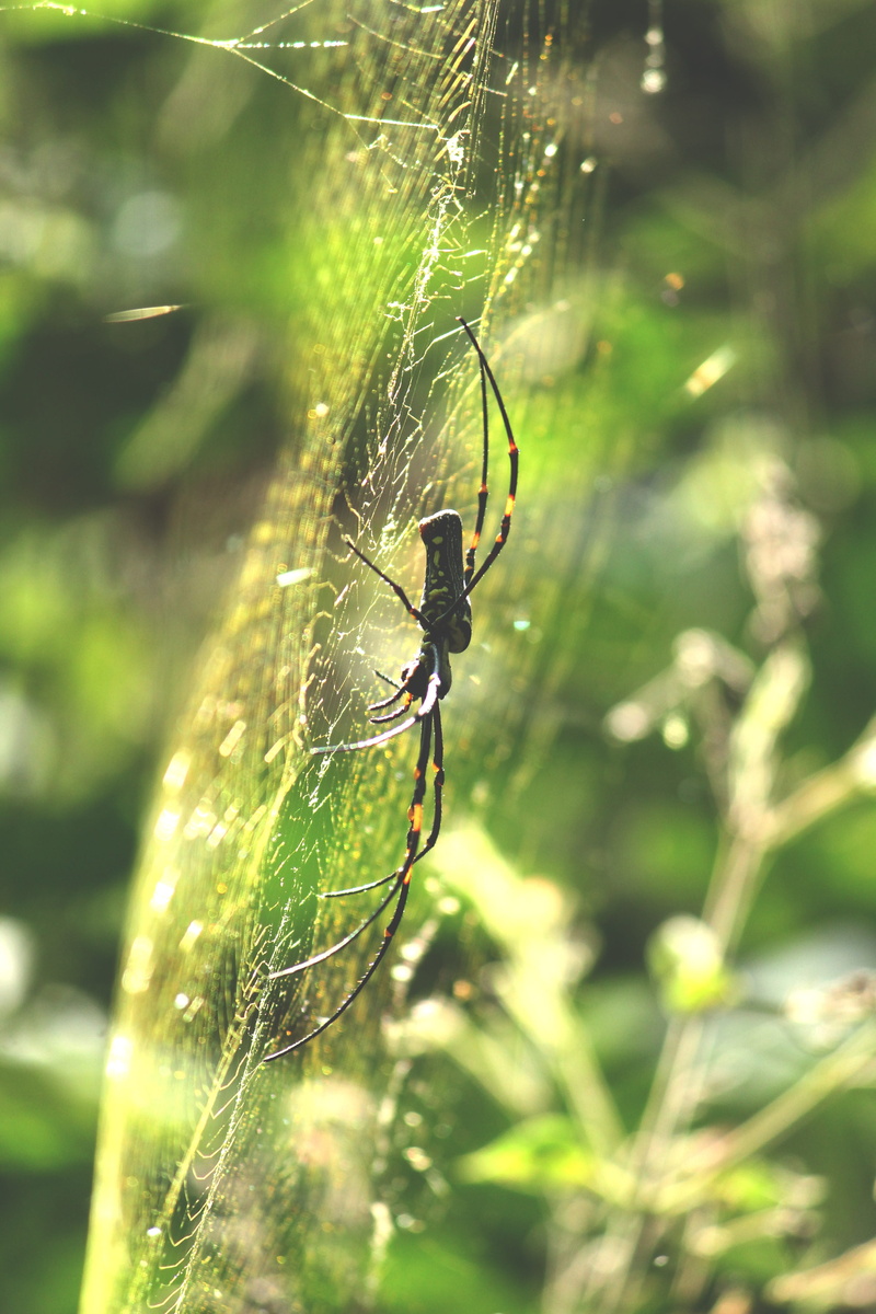 india, leaf, dark, animal leg, green, outdoors, fear, one animal, endemic, animals in the wild, forest, natural, bloom, wood, animal, animal themes, arthropod