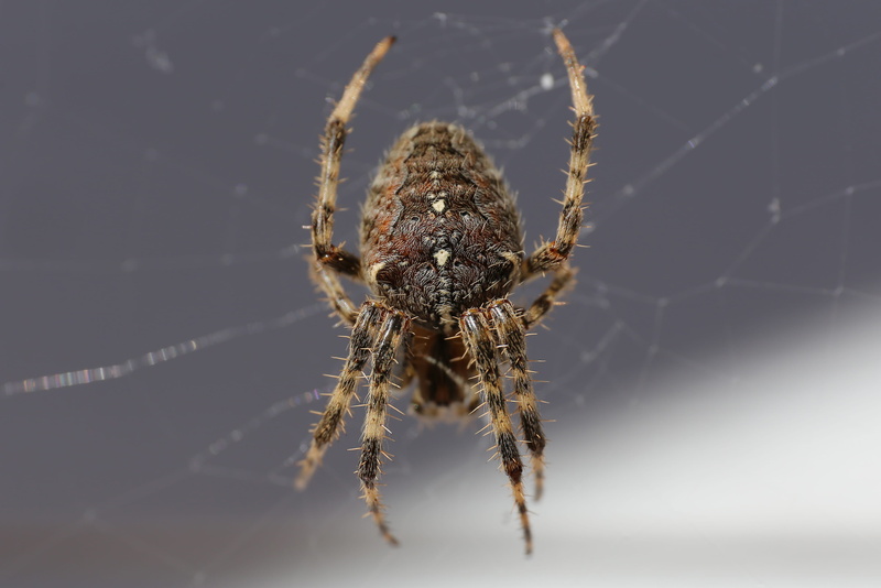 white, animals in the wild, spider, fear, focus on foreground, animal wildlife, legs, animal, animal eye, arachnid, brown, web, animal leg, day, one animal