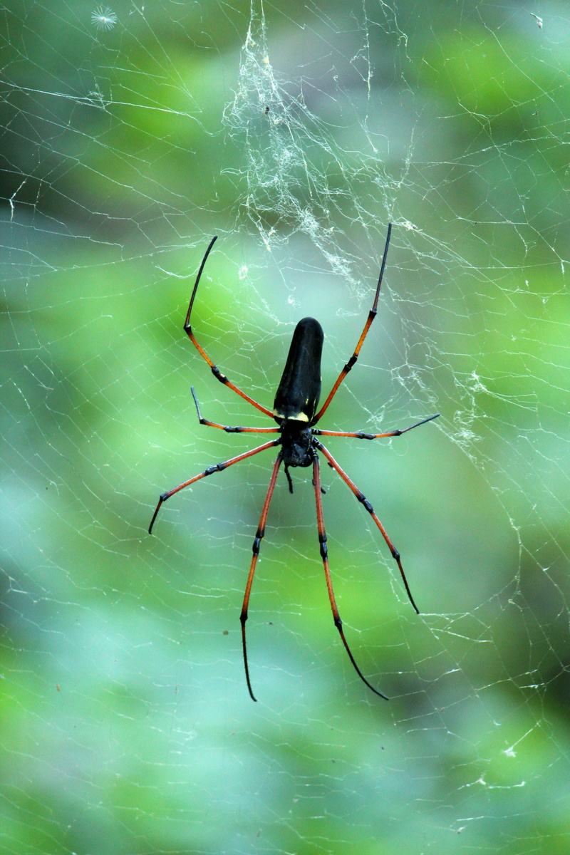forest, spider, outdoor, focus on foreground, animal wildlife, black wood spider, outdoors, animal themes, arthropod, web, nature, invertebrate, wild, green