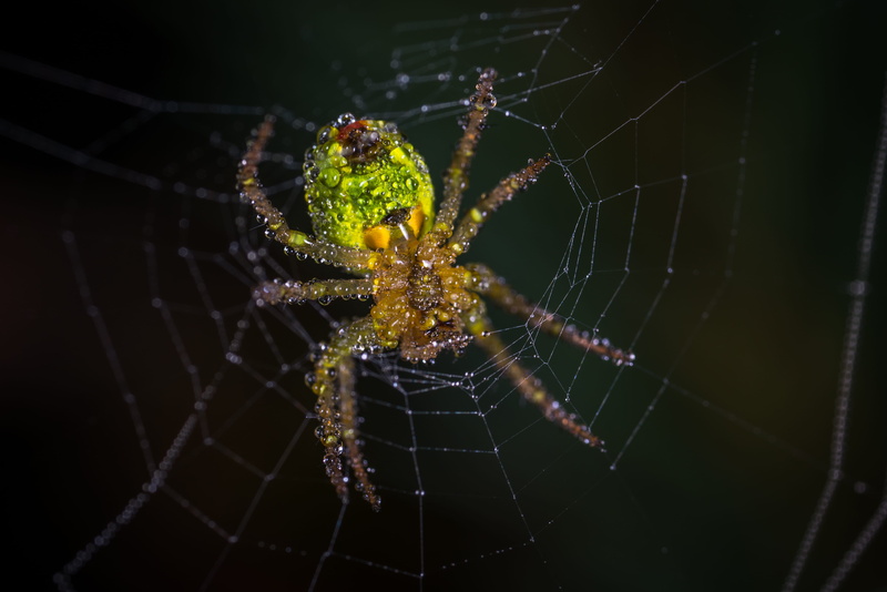 no people, water drops, spider web, black background, yellow, vulnerability, fragility, wet, arthropod, invertebrate, animals in the wild, scary, survival