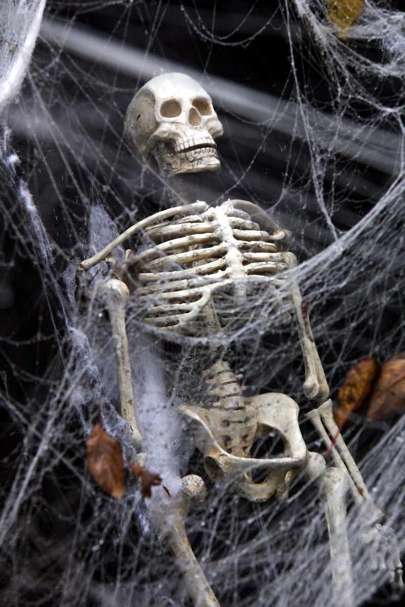 skull, bones, close-up, death, party, horror, fear, one animal, bone, spider web, spooky, skeleton, day, celebration, 1080P, human skeleton, spider, no people
