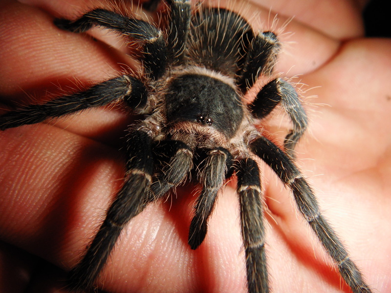 insect, the fear, human body part, arthropod, animal leg, invertebrates, closeup, holding, animal themes, ptasznikowate, finger, invertebrate, spider, real people