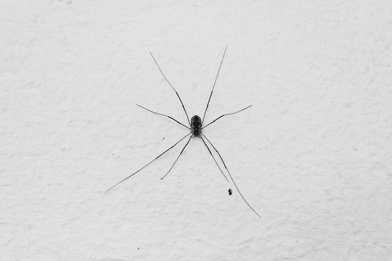 4K, black and white, insect, spider, one animal, phobia, day, invertebrate, white background, animal, no people, fear, danger, nature, arthropod, animal wing