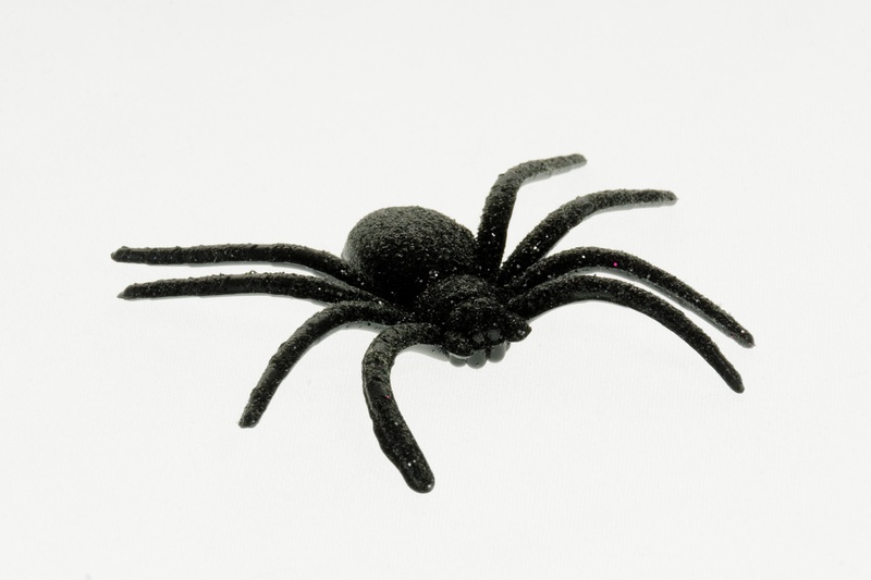 scare, panic, no people, halloween, schreck, communication, decoration, deco, shock, food and drink, studio shot, copy space, spider, food, design, marine