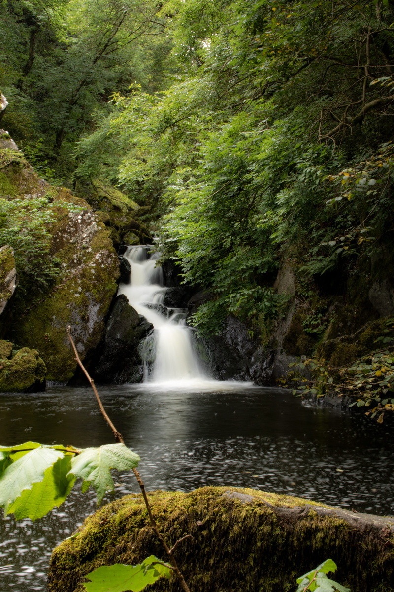 forest, tree, rock, ireland, no people, rainforest, stream - flowing water, power in nature, moss, blurred motion, land, pool, 5K, plant, outdoors, nature