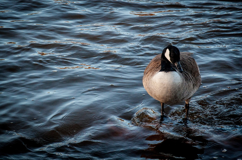 day, animal themes, animal, bernikla canadian, one animal, nature, animals in the wild, animal wildlife, goose, outdoors, bird, 2K, waterfront, no people