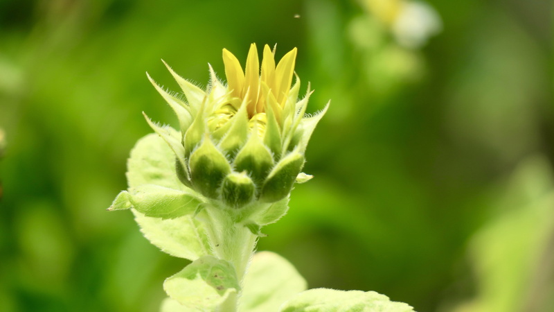 plant, bud, selective focus, sunflower, freshness, sepal, in full bloom, focus on foreground, flower head, flowering plant, yellow, flowers, beginnings