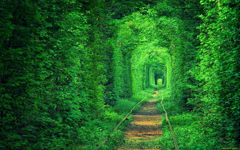forest, tunnel, railway, 1080P, path, plants, green, nature, trees