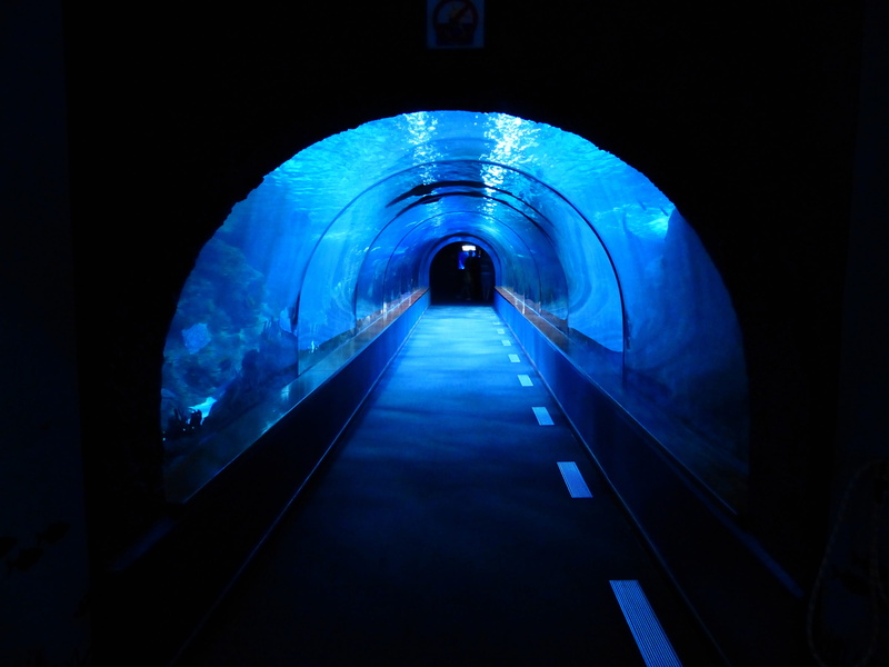 arch, underground walkway, light - Natural Phenomenon, vanishing point, subway, light, built structure, underpass, blue, no people, shark tank, 4K, long