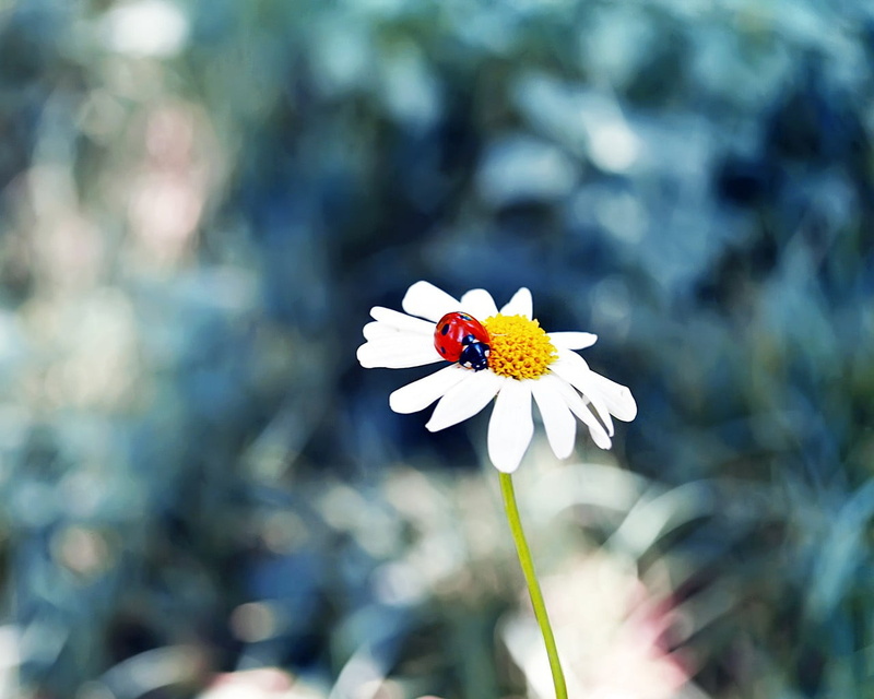 yellow, fragility, decor, ladybugs, focus on foreground, growth, insect, pollen, freshness, flowering plant, inflorescence, one animal, animals in the wild