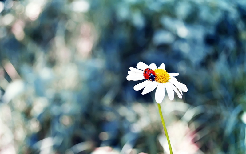 ladybugs, matricaria, grass, 1080P, flowers, insect
