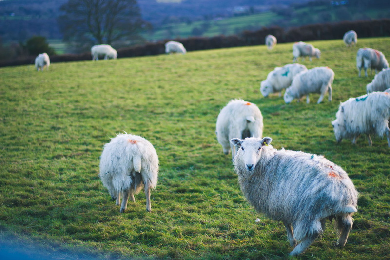 animal themes, outdoors, plant, pets, grazing, animal, domestic animals, mammal, countryside, group of animals, field, domestic, nature, herbivorous, land