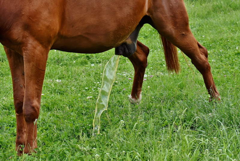 day, meadow, domestic animals, livestock, nature, pets, vertebrate, 5K, plant, no people, field, grazing, urine, outdoors, mammal, herbivorous, one animal