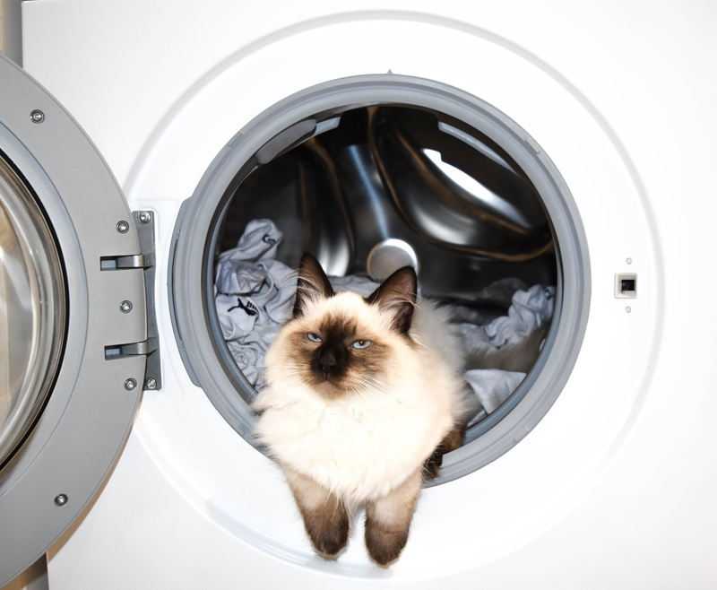 appliance, household equipment, whisker, machinery, the cat in the washing machine, one animal, feline, washing machine, pets, cat, laundry, indoors, portrait