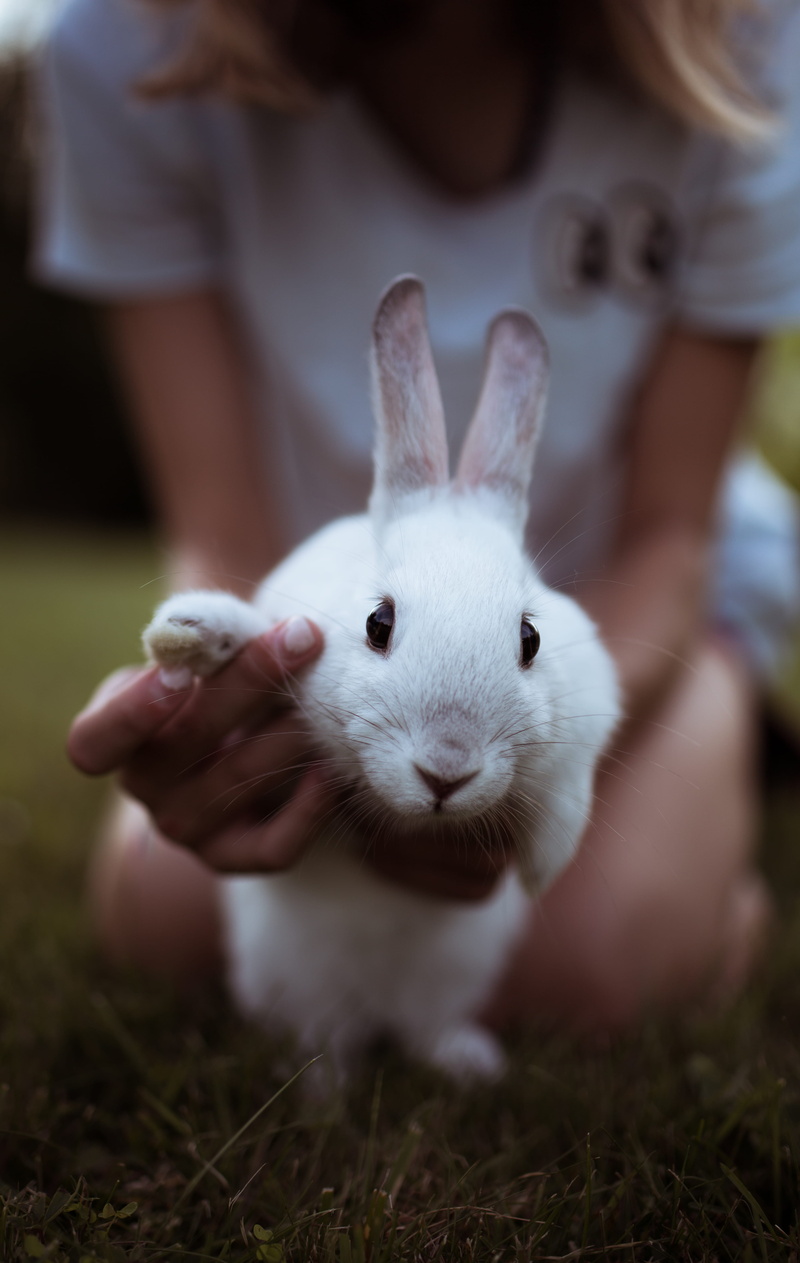 cute, cat, eye, animal, hare, darkness, flower, blur, bokeh, green Color, animal Ear, color Image, happiness, hold, outdoors, pets, holding, fluffy, color