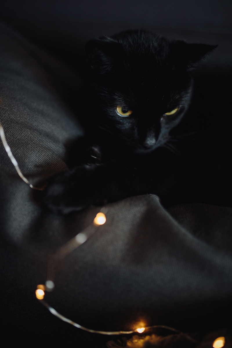 vertebrate, domestic animals, indoors, yellow eyes, dark, black Color, portrait, illuminated, looking at camera, 5K, black, black background, mammal, close-up