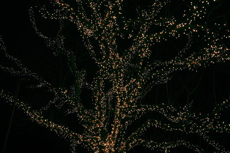 tree, decoration, black, christmas, closeup, trees, lighting equipment, nature, brown, no people, christmas ornament, string, plant, abstract, lights, photo