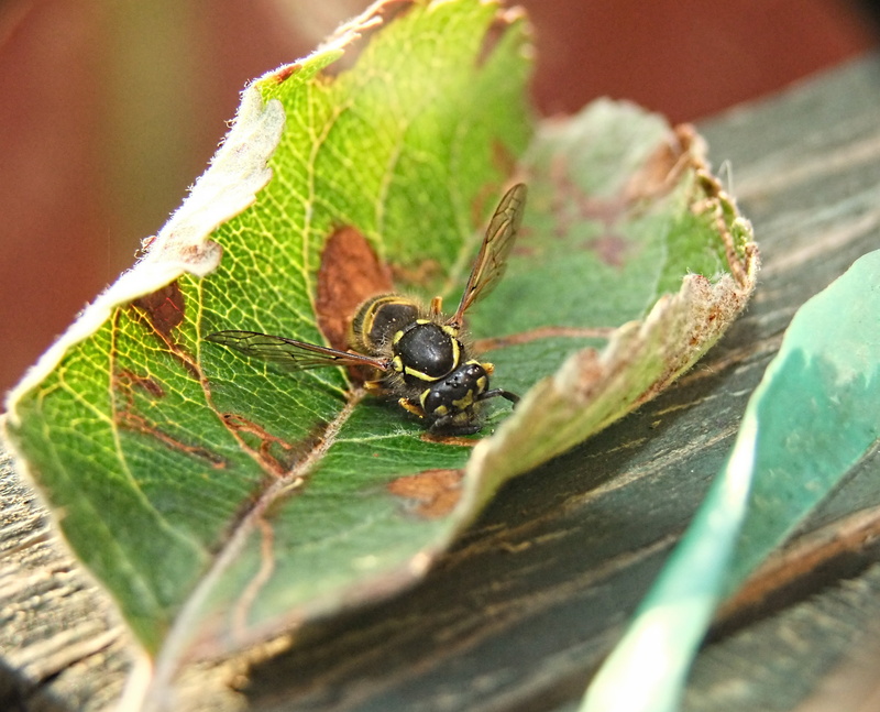 pain, one animal, 2K, no people, chitin, nobody, close-up, poison, animal, predator, outdoors, stinger, invertebrate, sting, selective focus, black, colony