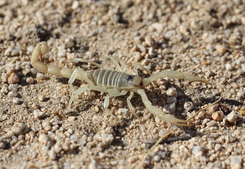 animal body part, claws, zoology, crab, wild, animal, no people, marine, 1080P, claw, animal wildlife, animals in the wild, close-up, nature, poisonous