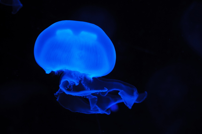beauty in nature, swim, swimming, fish, blue, invertebrate, 4K, tentacle, glow, poisonous, aquarium, animals in the wild, undersea, transparent, peaceful