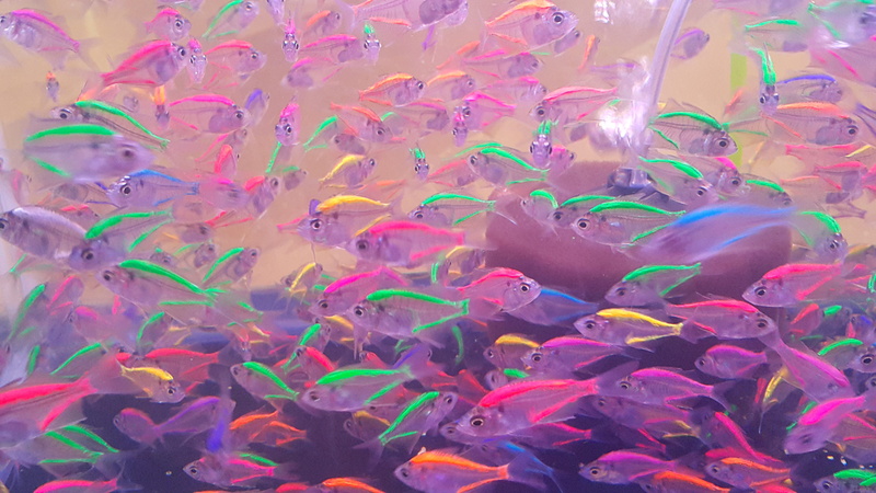 underwater, group of animals, multi Colored, animals in the wild, vertebrate, celebration, abstract, Fish, fluorescent, animal themes, sea, school of fish