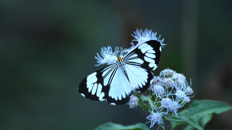 fragility, tropical, purple, flowering plant, close-up, vulnerability, summer, plant, insect, wilderness, black, beauty in nature, nature, moth, freshness