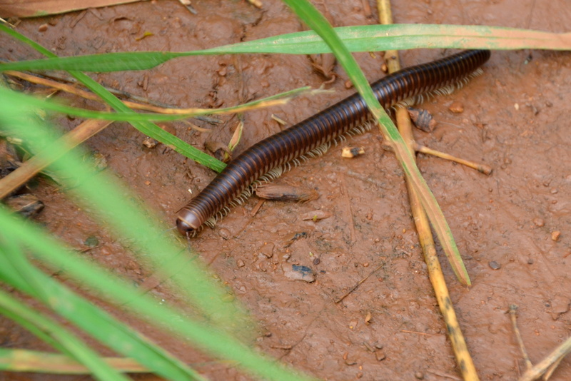 day, field, millipedes, plant, caterpillar, creeping, no people, invertebrate, arthropod, high angle view, animal themes, animal wildlife, outdoors, centipedes