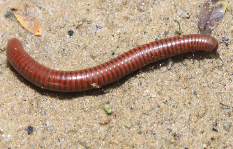 close-up, arthropods, nature, high angle view, invertebrate, animal themes, millipedes, arthropod, zoology, animals, poisonous, day, 1080P, marine, animal wildlife