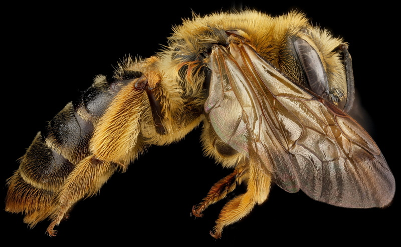 freshness, side, mining, andrena, hilaris, miningbee, droege, pollinators, beauty in nature, no people, anthophila, melandrena, andreninae, close-up, arthropod