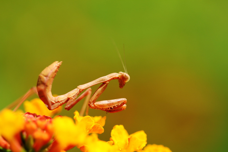 Praying  Mantis, nature, wildlife, close-up, 60D, bug, 5K, sunflower, canon, invertebrate, carnivore, arthropod, praying, animal, mantis, insect, Praying Mantis