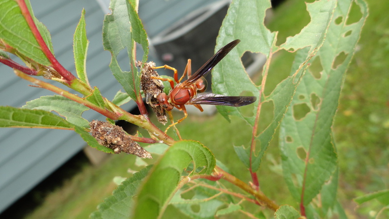 animals, brown, wasp, nature, worms, worm, pretty, outdoor, insect, bags, eat, 4K