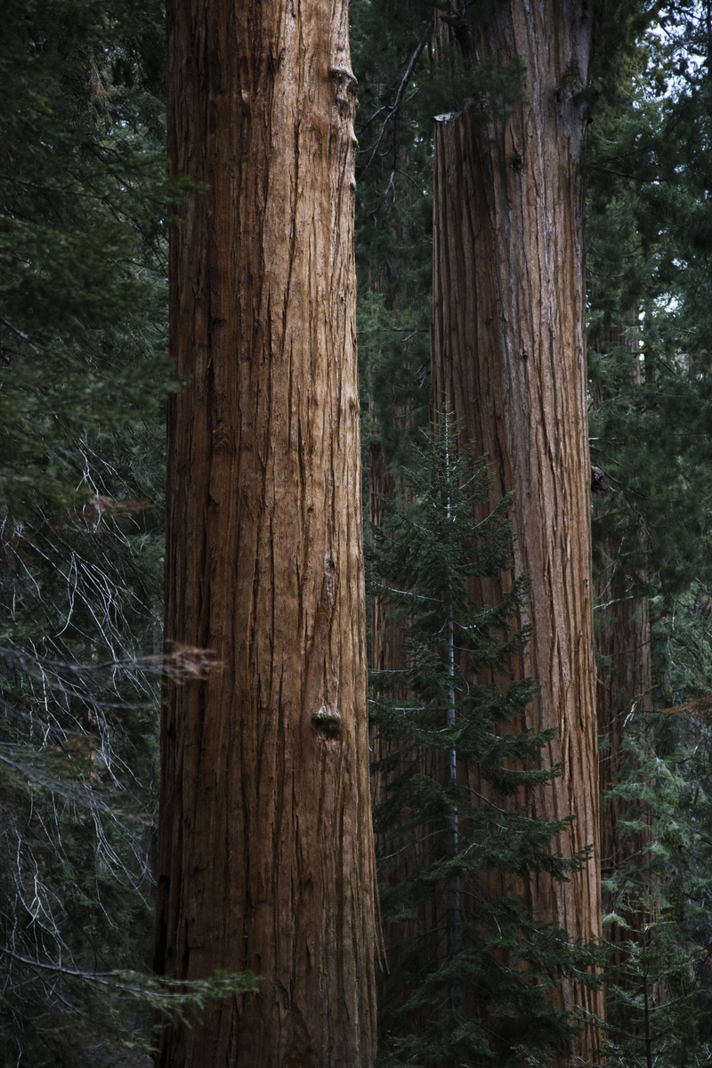 plant, wood - material, day, brown, pine, sequoium, no people, tree trunk, trunk, growth, green, land, redwood, forest, tree, bark, woodland, daytime, close-up