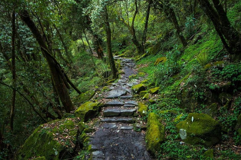 outdoors, trail, tree, day, nature, 1080P, no people, trees, lush foliage, scenics - nature, flowing, woodland, jungle, forest, tranquility, the way forward