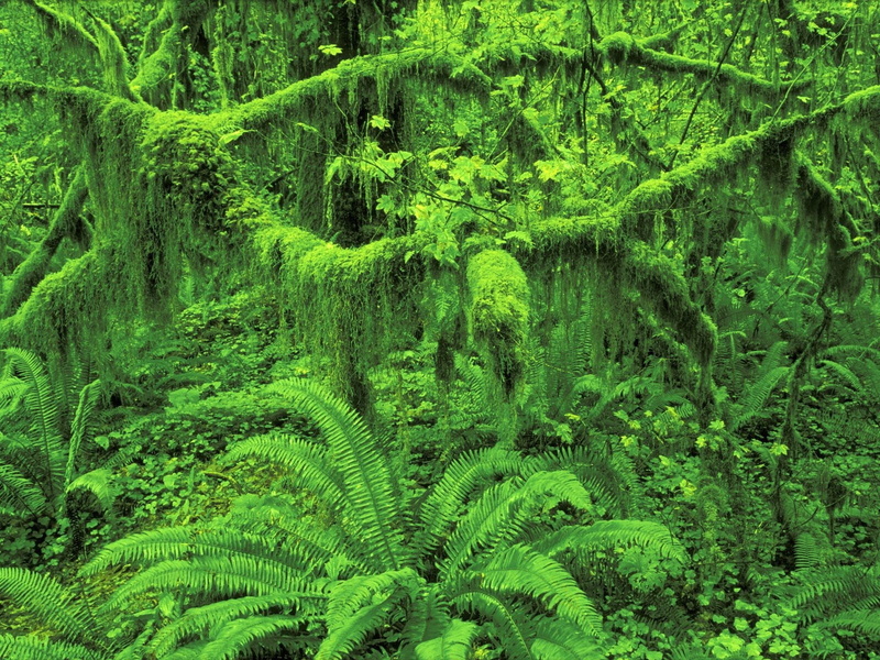trees, plants, jungle, nature, 720P, green