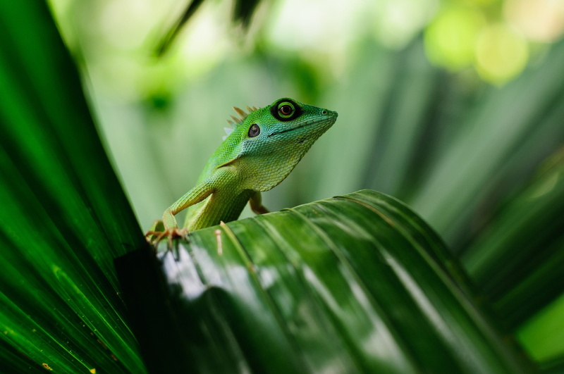 animals, lizards, 1080P, reptiles