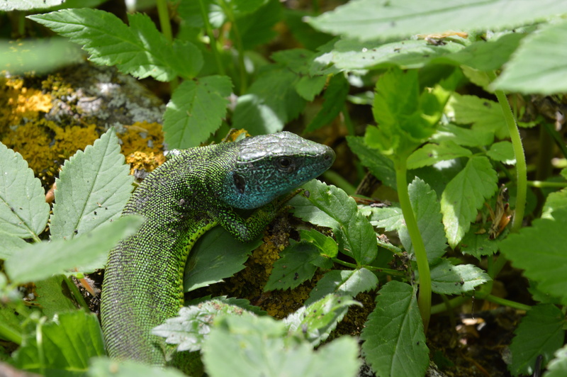 reptile, plant part, animals in the wild, close-up, lizard, green color, one animal, growth, iguana, outdoors, animal, nature, lizards, no people, reptiles