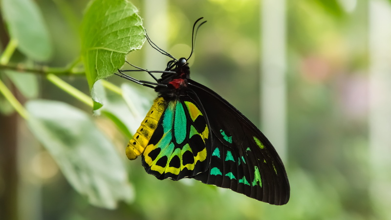 plant part, green color, black, outdoors, butterfly - insect, no people, wildlife, pollination, animals in the wild, pattern, yellow, one animal, invertebrate