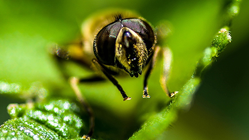 africa, field, 4K, bright, macro, bug, Eyes, green, yellow, flower, bokeh, tamron, animal, Bee, micro, close, butterfly, photography, nikon, HQ, garden