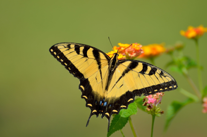 black, no people, wildlife, fly, tiger, insect, plant, beauty in nature, wings, invertebrate, butterfly - insect, flower, animal body part, nectar, yellow